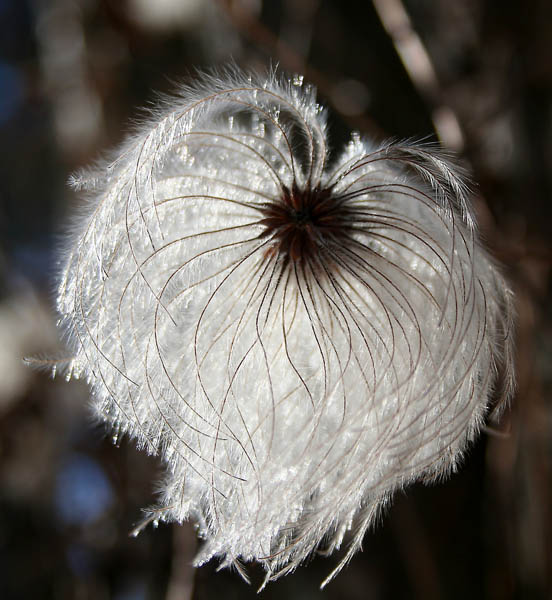 seed head of  a clematis